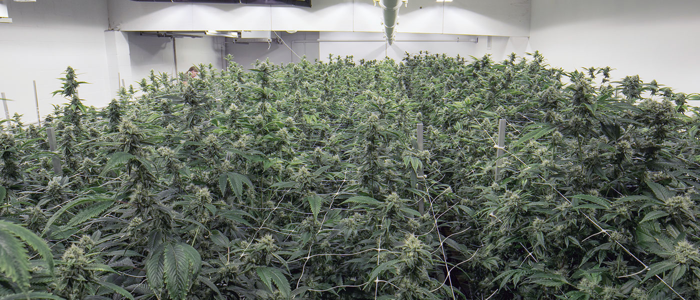 Climate control in <strong>Cannabis Growing Facilities</strong>